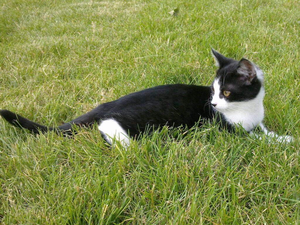 TRapsy auf der Wiese
