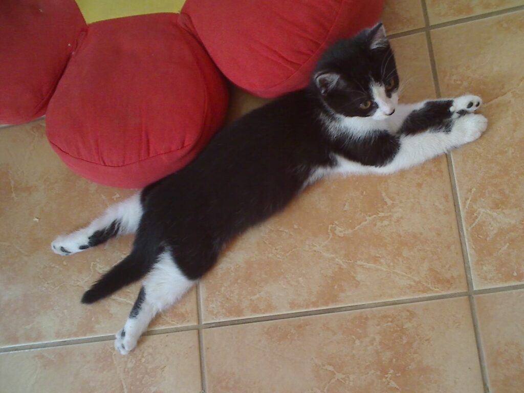 Tapsy entspannt