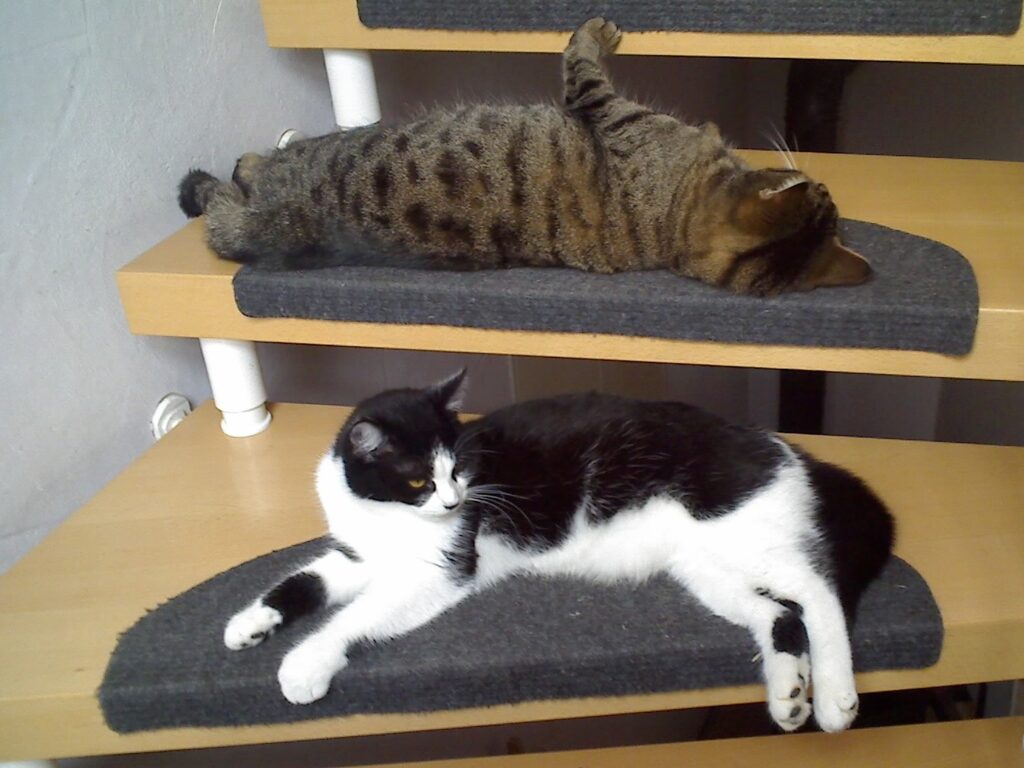 Tapsy und Feechen