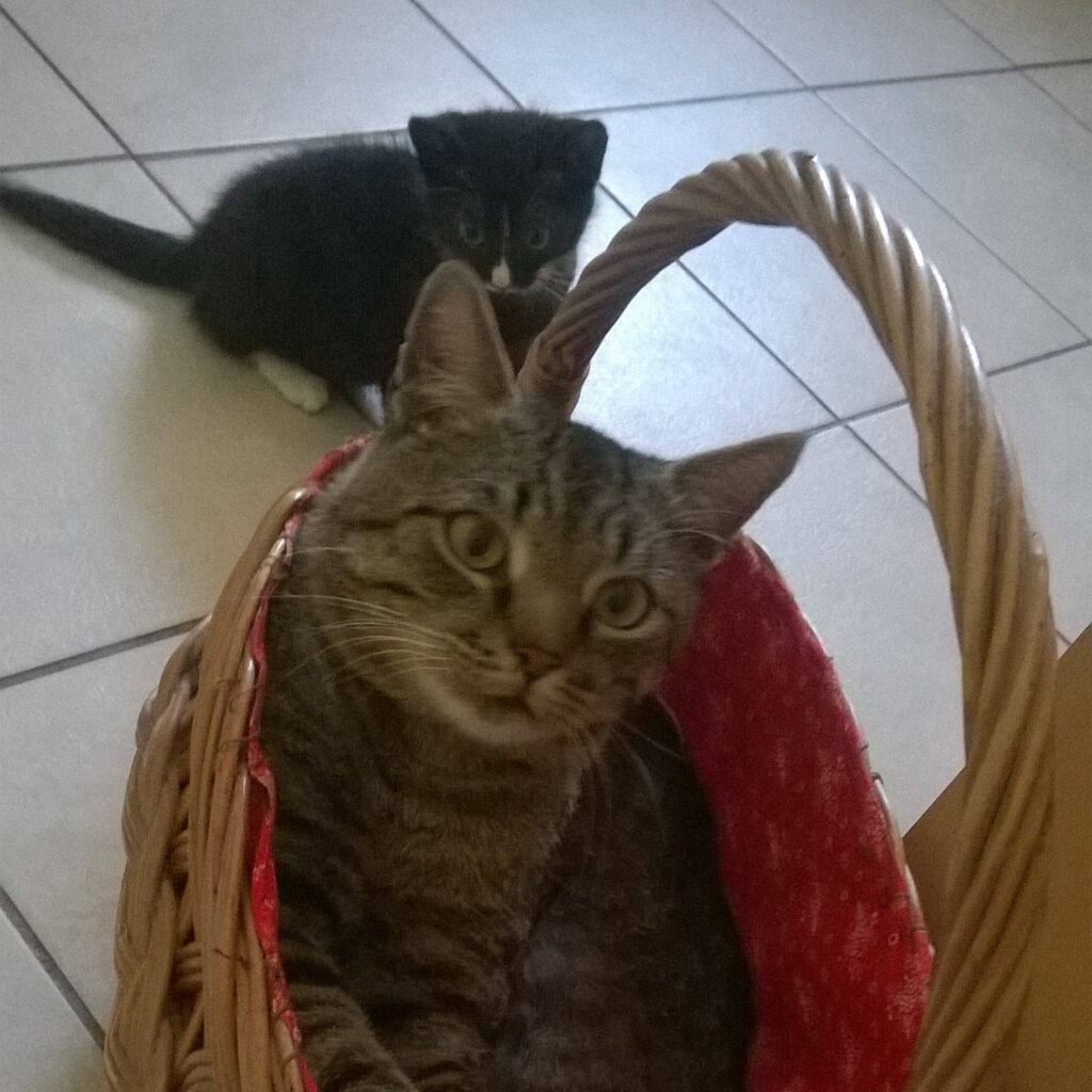 Devil und Lucky